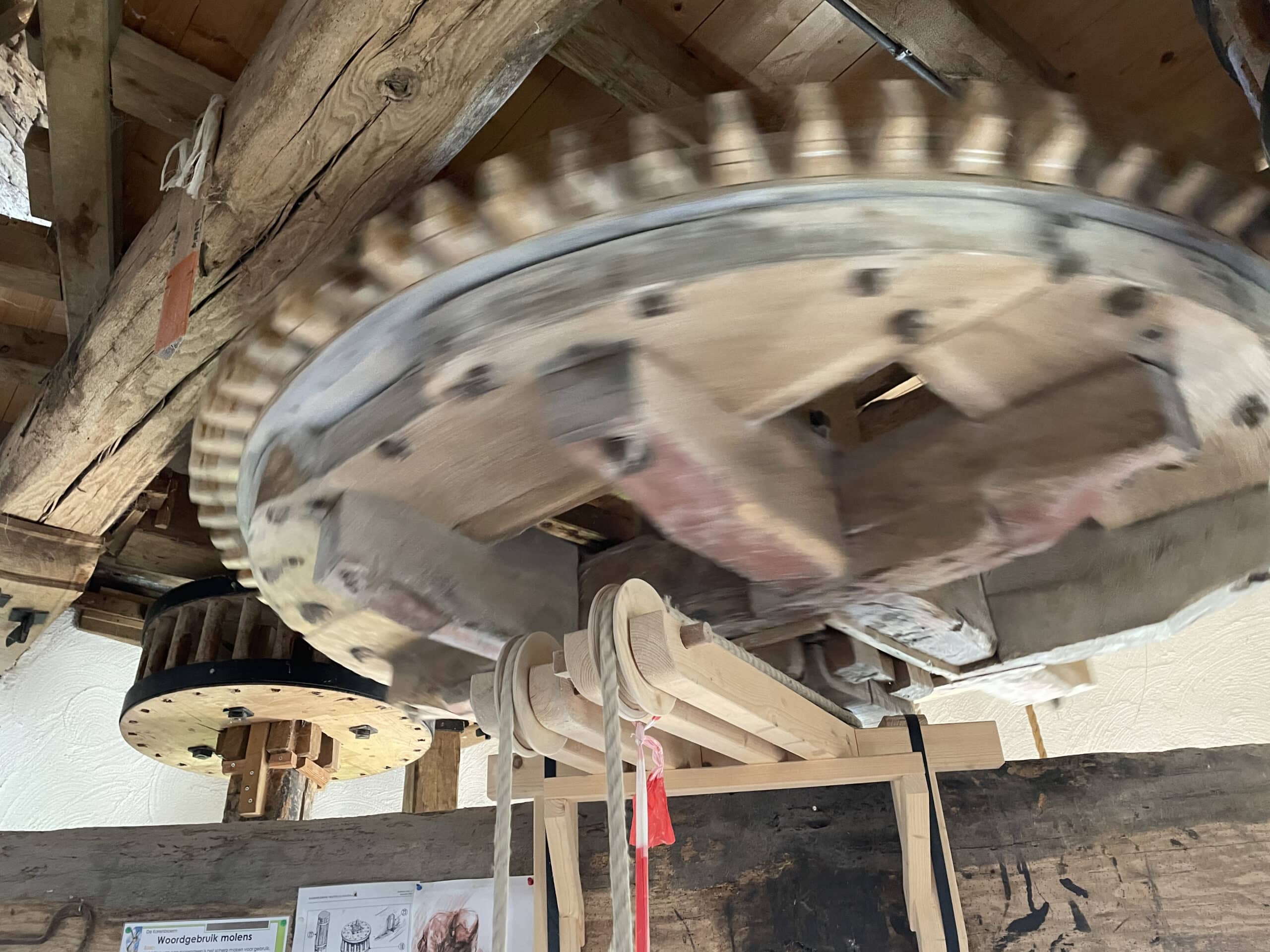 ospel moled de korenbloem